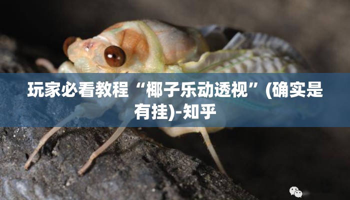 玩家必看教程“椰子乐动透视”(确实是有挂)-知乎